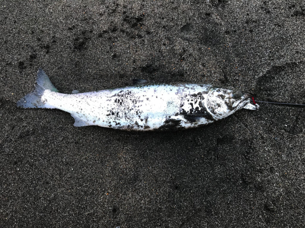 大森浜サクラマス