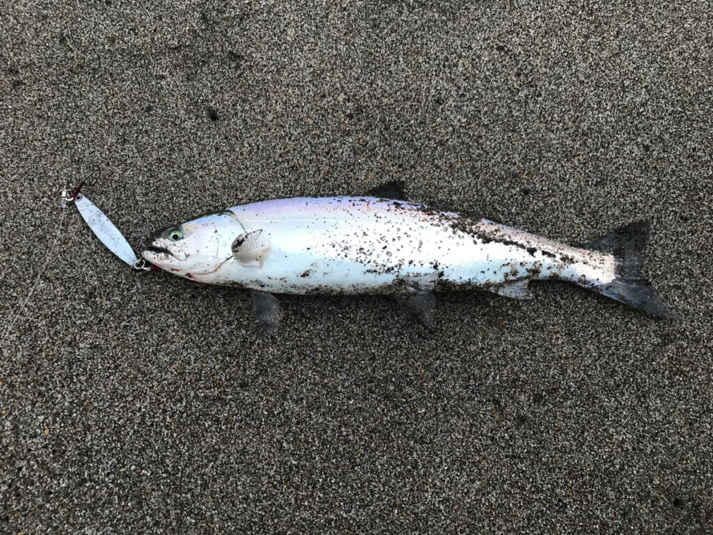 大森浜サクラマス2匹目