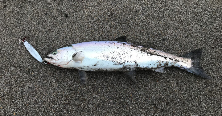 大森浜サクラマスアイキャッチ用