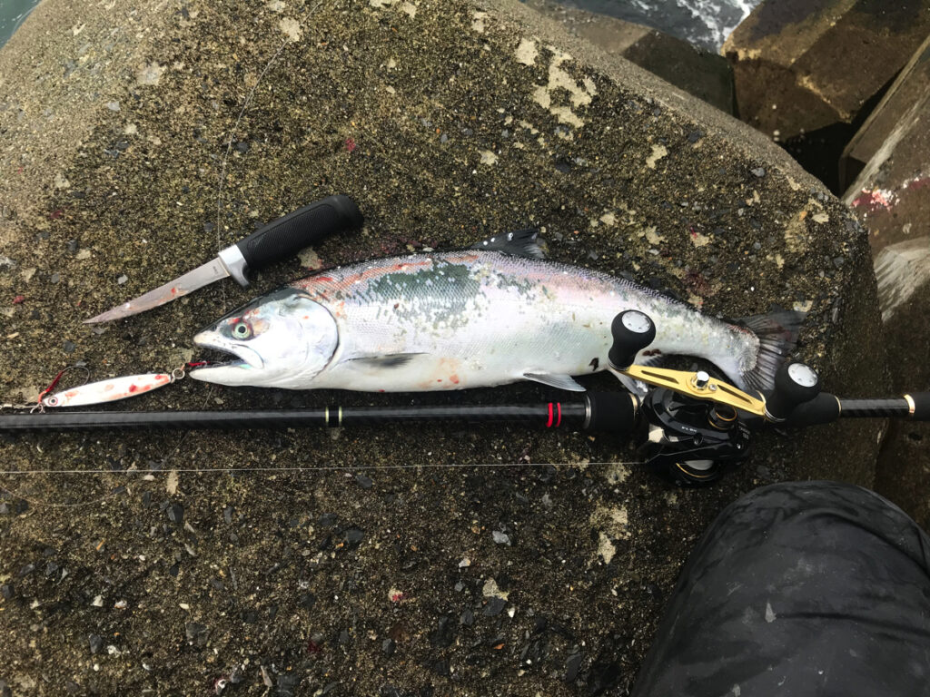 湯川漁港サクラマス