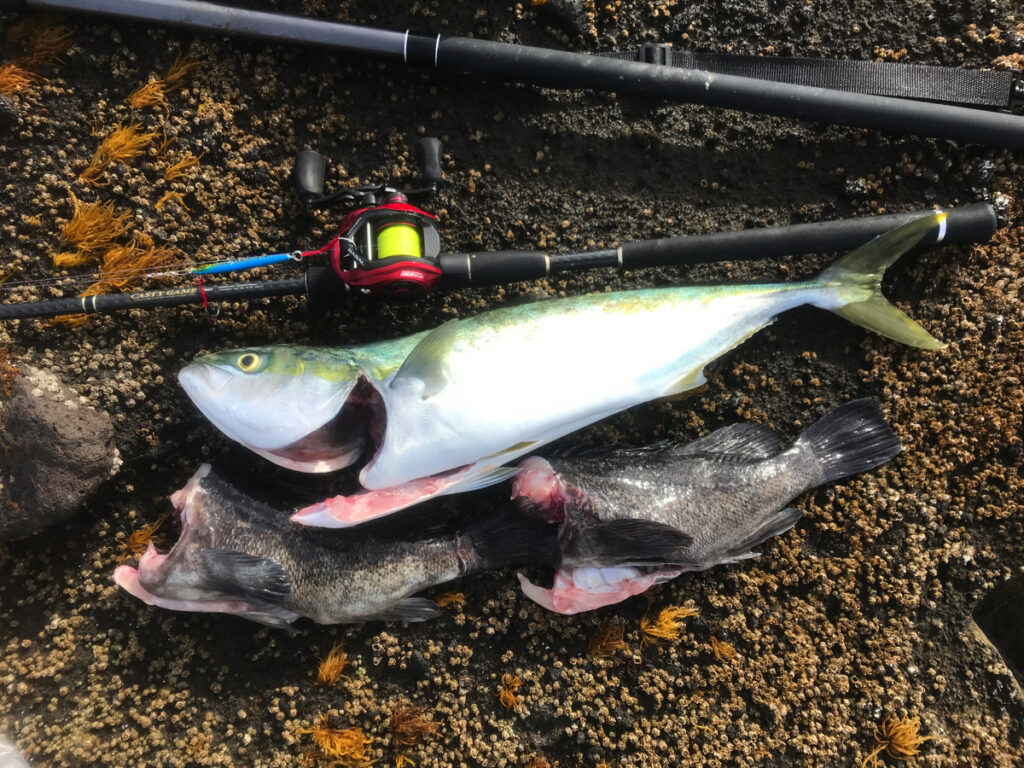 弁慶岬釣果ブリ1、ソイ2