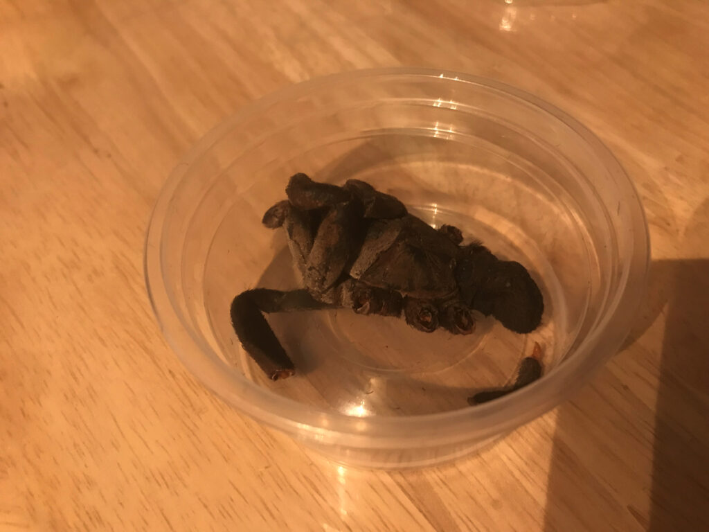 タイランドゼブラレッグタランチュラ(調理済み)です