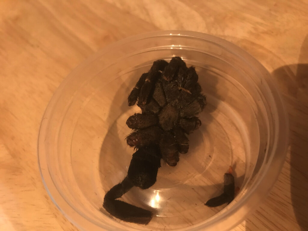 食用タランチュラの裏側です